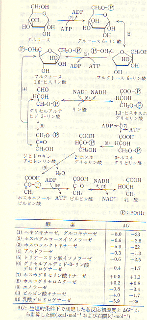 グリセリン 酸 ホスホ